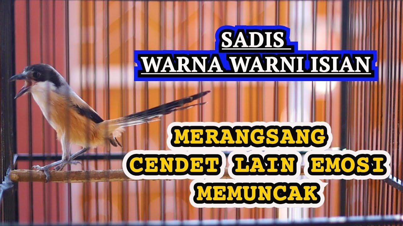 WARNA WARNI ISIAN MERANGSANG CENDET LAIN EMOSI MEMUNCAK, PANCINGAN CENDET FULL ISIAN
