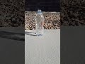 Black spider firecracker vs water bottle  shorts firecracker