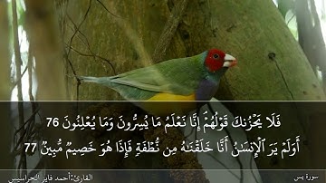 الجزء الثالث والعشرون مكتوب ومسموع بصوت القارئ المهندس أحمد فايز الحراسيس