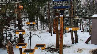 2025-03-30 - Foothills Birds - PTZ Live Stream Bird Feeder Cam  [65+ Species]