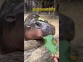 เด็กอ้วนชอบกินใบไม้ #cute #moodeng #animals #food #zoo #หมูเด้ง #shortvideo #funny