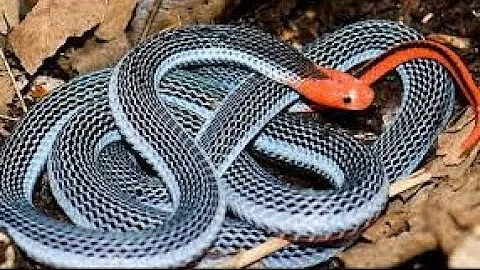 🔥 11 Most Beautiful Snakes in the World - Giants That Will Shock You! 🐍