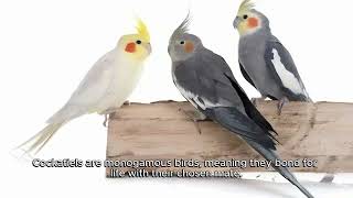 cockatiel breeding tips