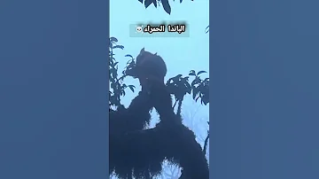 الباندا الحمراء Short Shorts Shortvideo Fyp 