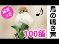 解説 鳥の鳴き声100種 保存版 解説 鳥の鳴き声100種 保存版