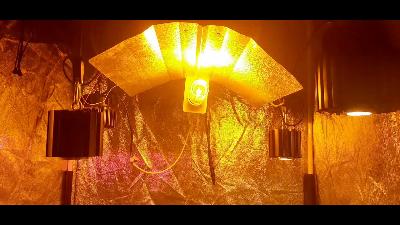 Genehtik / Kritikal Bilbo x5 SCROG 1m2 438w sodio/led - DIA 26 FLORACION