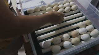 Inspecting and Loading Eggs from the Chicken Ranck into the Incubator to be Hatched.