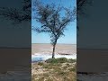 Дерево, коса Долгая, станица Должанская