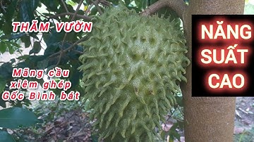 🔴 THAM QUAN VƯỜN MÃNG CẦU XIÊM GHÉP GỐC BÌNH BÁT GIAI ĐOẠN XUỐNG TRÁI ,CÂY 2 NĂM TUỔI 