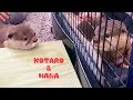 カワウソコタローとハナ　ついにご対面！初めての出会い　Otter Kotaro&Hana Meet For The First Time