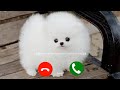 Cute oppo phone message tone  vivo ringtone || vivo message ringtone || vivo trending ringtone