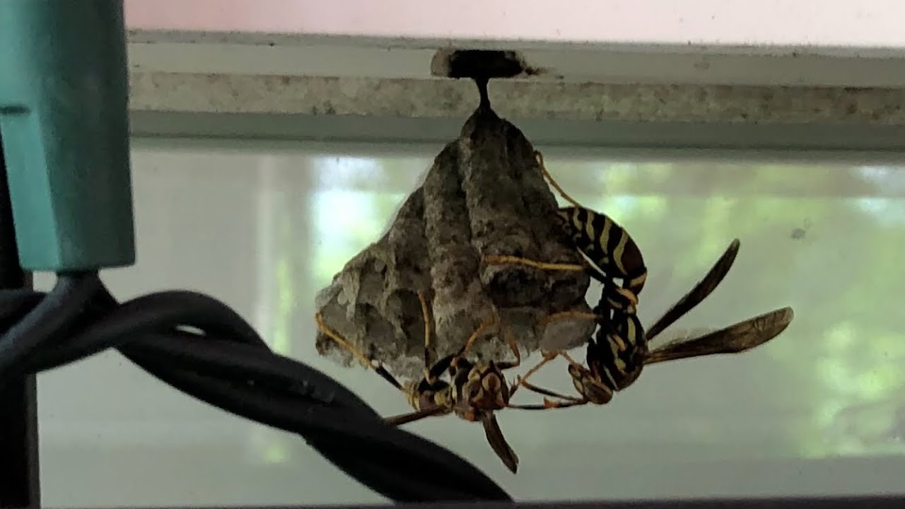 Bee hive being built (25 second time lapse) YouTube