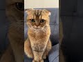 3 плюса на работе😁#веселыекоты #котики #прикольныекоты #кот