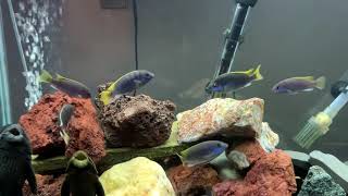Acei- pseudotropheus mbuna African Cichlids