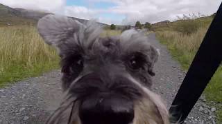 Ziggy Goes to Snowdonia! by A Boogieful Life 75 views 4 years ago 2 minutes, 4 seconds