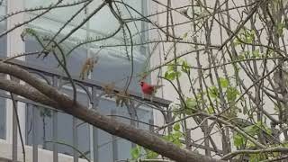 The northern cardinal is knocking window