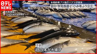 【寒ブリ】本格的な寒ブリ漁シーズン到来…氷見漁港で「ひみ寒ぶり宣言」　富山・氷見市