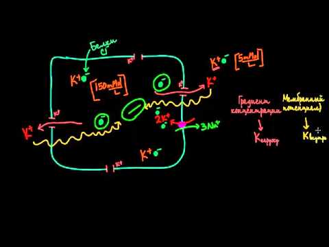 Мембранные потенциалы - Часть 1