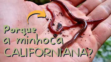 Como identificar minhocas?