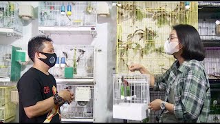 Burung Red Siskin, Harga Paling Murahnya 2 Juta Rupiah Lho - IPOP