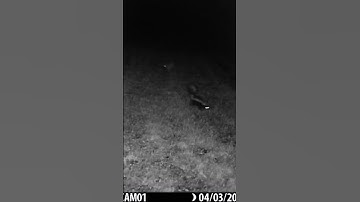 Skunk harrasses rabbit