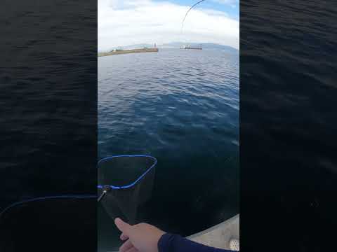 広島県の離島で青物狙いでショアジギングしたら座布団ヒラメが釣れた！ #広島県離島 #ショアジギング  #座布団平目