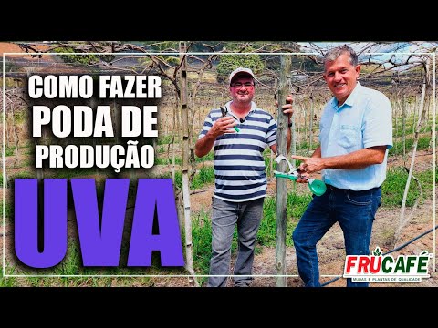Como Fazer Poda de Produção na Videira (UVA), com Devanir Ziviani?