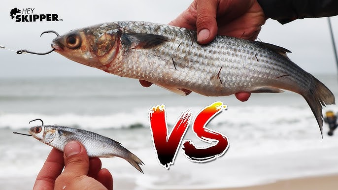 Beach Fishing w/ FRESH Bait VS FROZEN Bait - Which works better