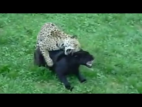 puma v jaguar