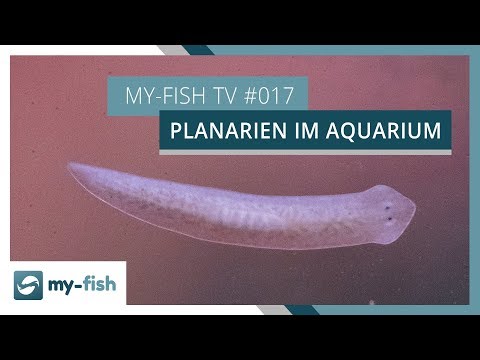 Video: Wie lange lebt ein Planarier?