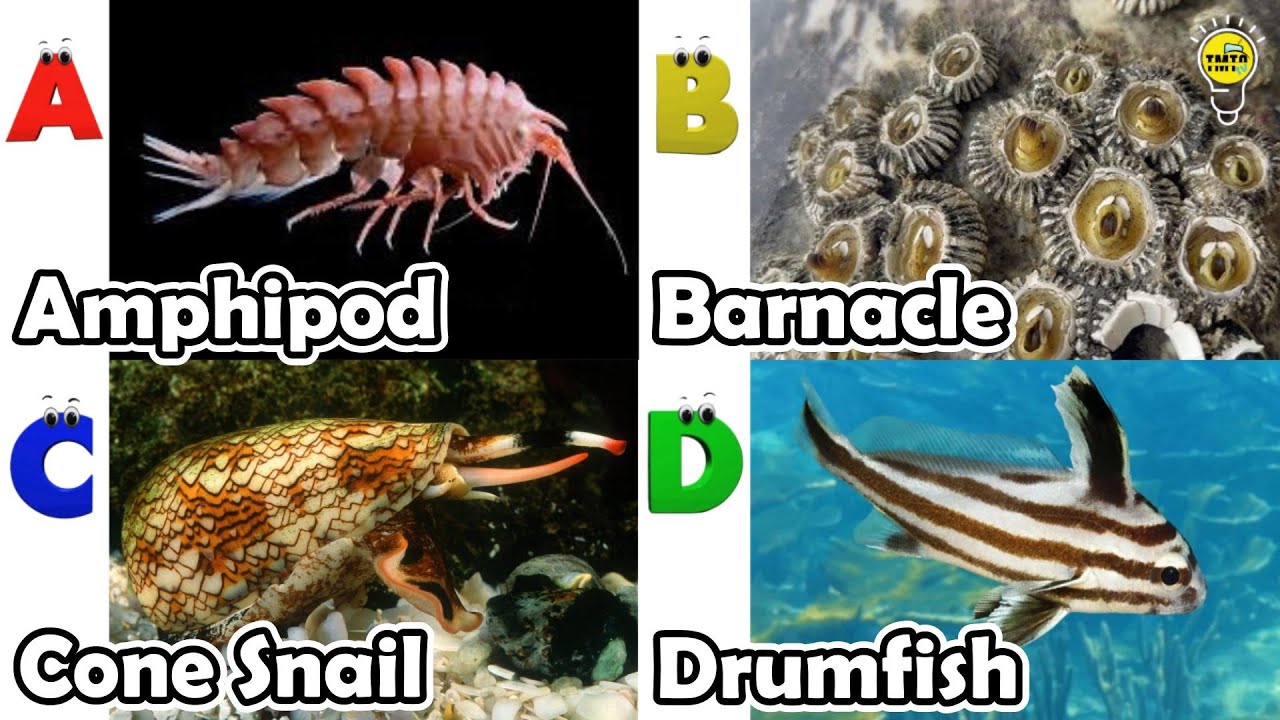 Удивительные морские животные | Песенка про морских животных ABC | Английский язык и животные для...