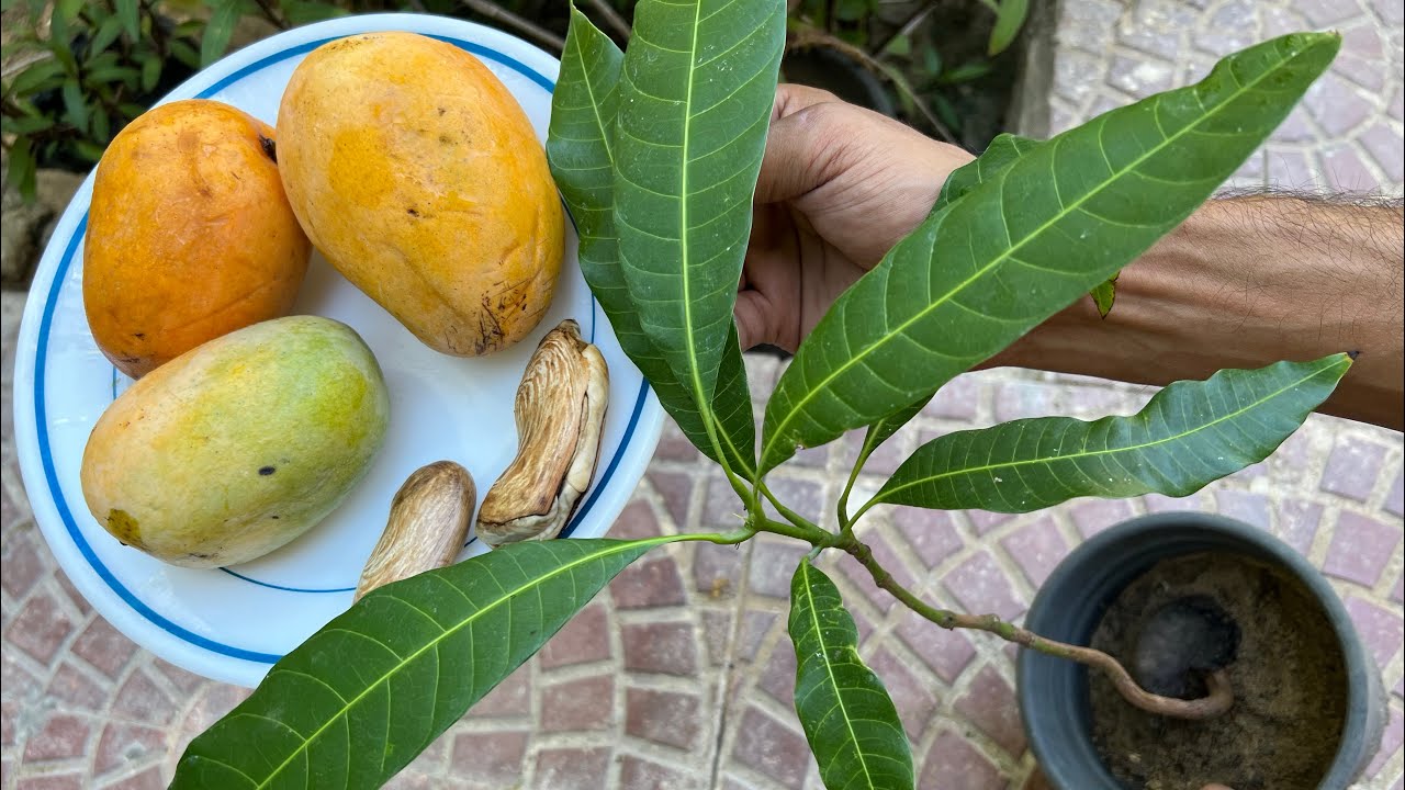 زراعة بذور المانجو حتى تصبح شجرة 🥭 والعناية من ري وتسميد وتقليم وتطعيم 🌿👌معلومات مهمة جدا 