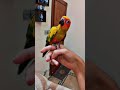 #Sun conore! Nomi parrot house 🦜🏡