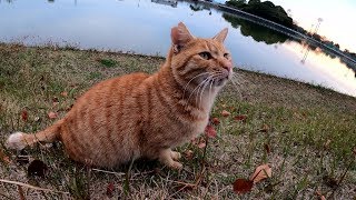 センチメンタルな茶トラ猫の元に新たな友達候補が現れる！？