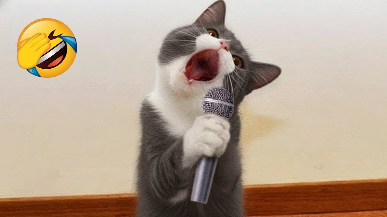 Try Not to Laugh 😂 The Funniest Dogs and Cats 😹🐶 - YouTube