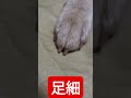足細　柴犬