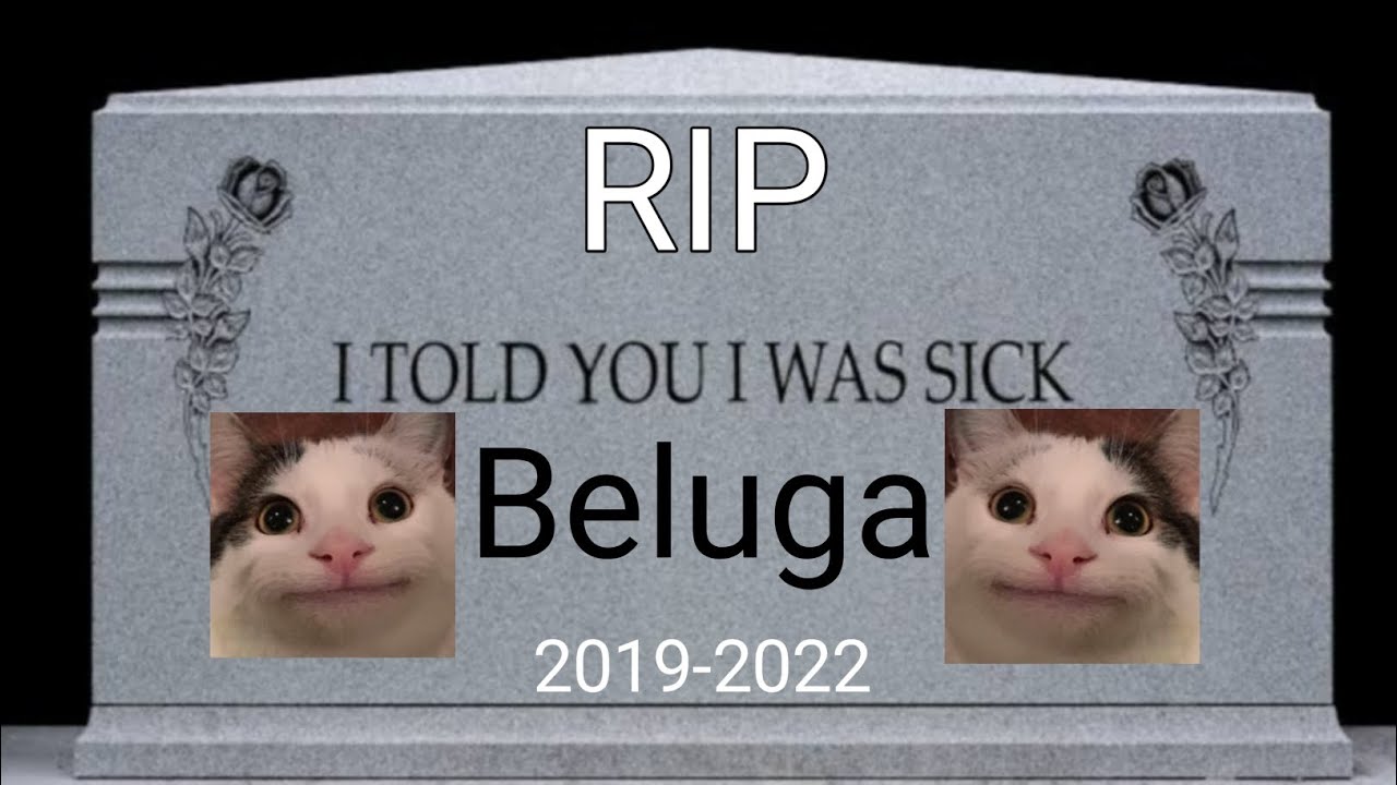 Queen Peeks 🎄 KLJS on X: YALL THE BELUGA CAT DIED 😭 NOOOOOOOOOO