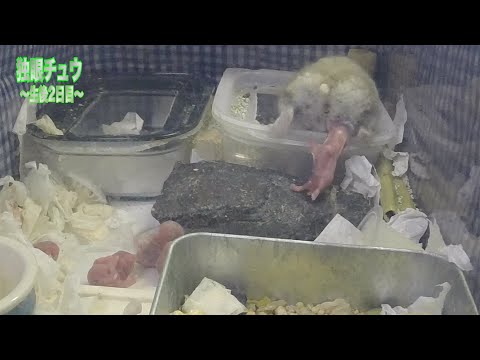 ハムスター 土に還る 期間 ハムスターを土飼育してみたpart4上級者飼育hamster Breeding In The Soil Youtube