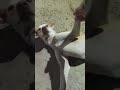 Talented Dog 🐕 #dog #dogshorts #doglove #doglife #dogvideos #pets #petshorts #petlover #doggie 🐕😁