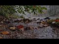 Sleep Deeply with Heavy Forest Rain | Gentle Rain Sounds for Relaxation