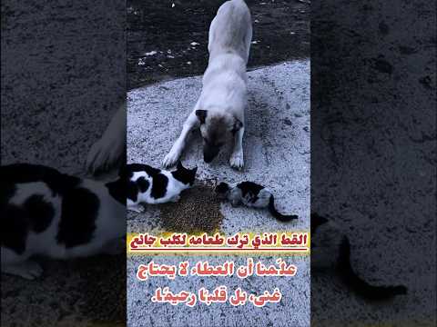 القط الذي ترك طعامه لكلب جائع عل منا أن العطاء لا يحتاج غنى بل قلب ا رحيم ا عبارات حالات