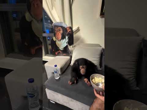 This baby chimp loved his food instantly