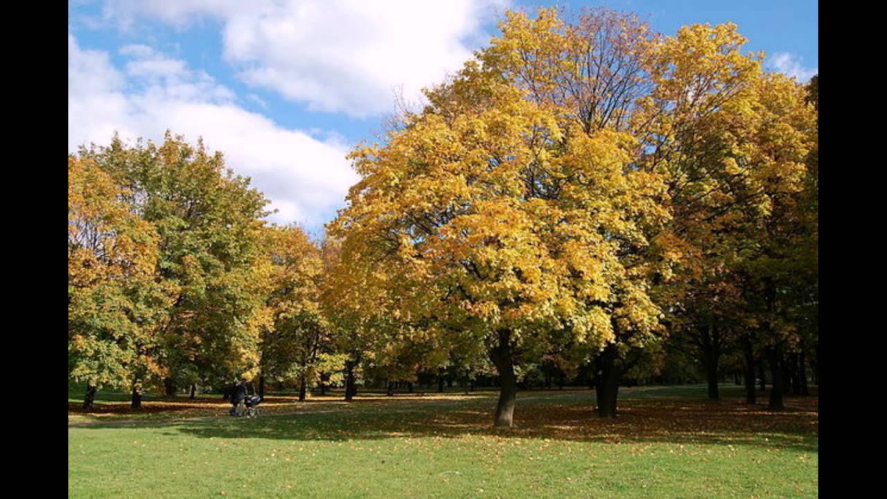 Радостное ожидание.