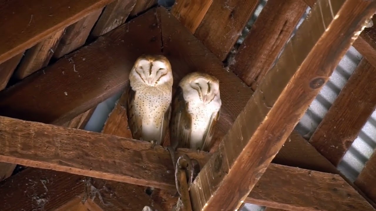 Birds Little Barn Owl ブラウン 0432 4 Calling Birds, 3 French Hens, 2 Barn Owls & a Partridge in a