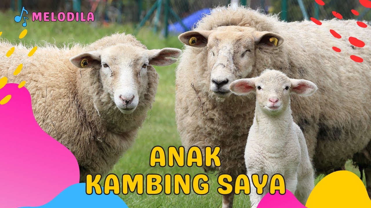🔴 LAGU ANAK KAMBING SAYA | LAGU ANAK KECIL - YouTube