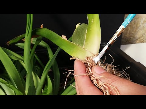 Vídeo: Què és una orquídia Oncidium: informació sobre la cura de l'orquídia Oncidium