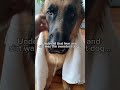 She Found a Dog Chained Outside a House #animals #shorts #animalsrescue