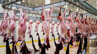 Modern Goat Processing Factory Technology   How to Farming Millions of Goat For Meat and Milk