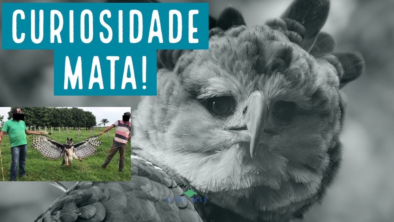 Curiosidade mata harpias no Mato Grosso