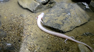 A real Olm, filmed myself in a cave! Proteus anguinus